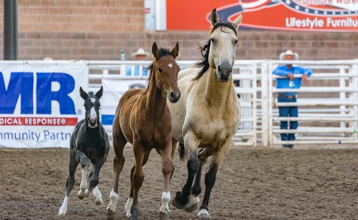 Arena and Pasture Maintenance for Small Pearland Properties