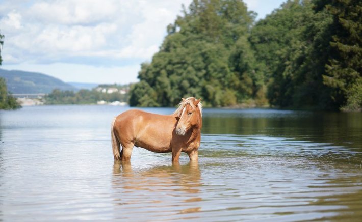 Beat the Gulf Coast Heat: Summer Horse Care in Pearland