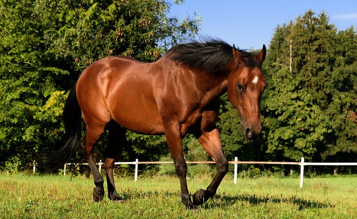 Boarding vs. Keeping Horses at Home in Pearland