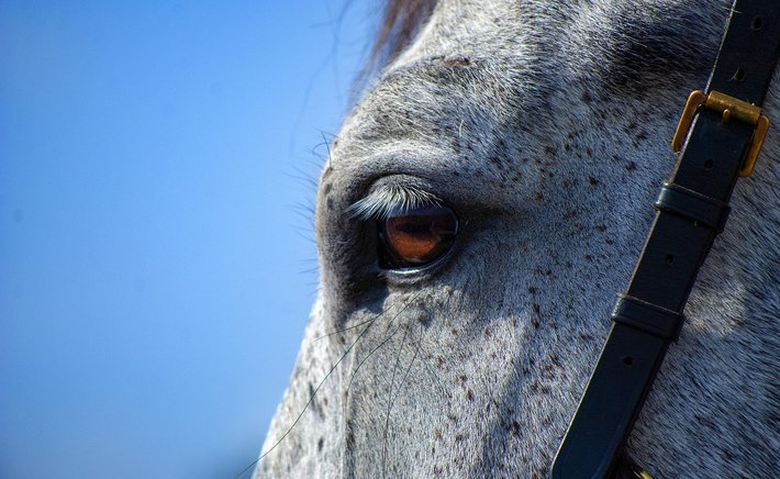 Building Confidence in a Green Horse: Lessons From Pearland Riders