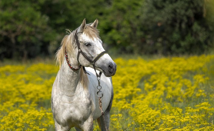 Choosing the Right Horse for Pearland's Climate and Lifestyle