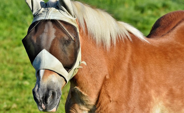 Fly Control That Actually Works for Pearland Horse Owners