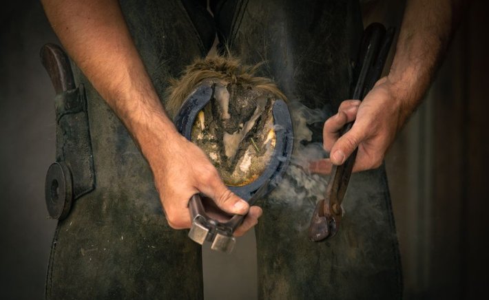 Hoof Care in Humid Houston-Area Weather: A Pearland Owner's Guide