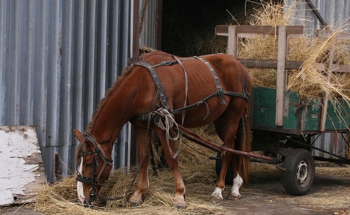 Nutrition Basics: Feeding Your Horse in South Texas