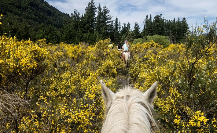 Trail Riding Near Pearland: Where to Go and How to Prepare